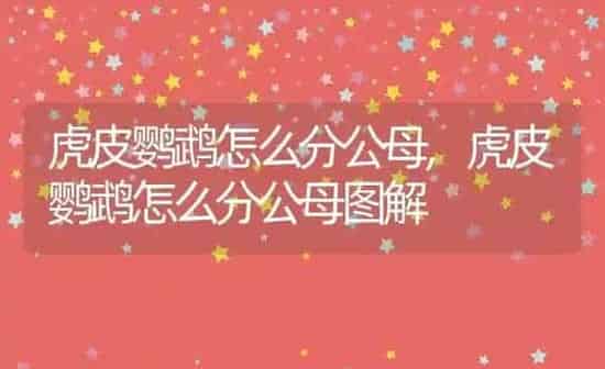 虎皮鹦鹉怎么分公母,虎皮鹦鹉怎么分公母图解 | 养殖科普