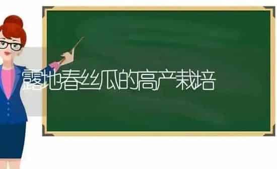 露地春丝瓜的高产栽培 | 养殖知识