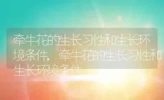 牵牛花的生长习性和生长环境条件,牵牛花的生长习性和生长环境条件 | 养殖科普