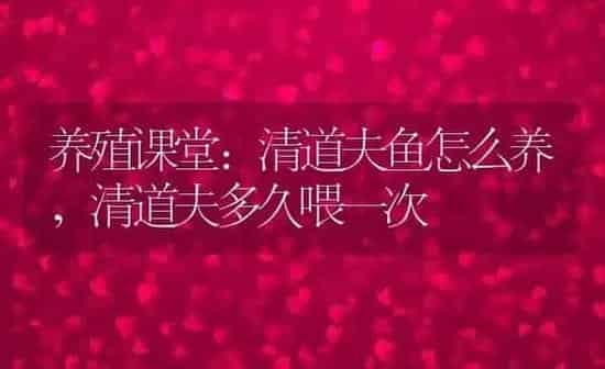 养殖课堂:清道夫鱼怎么养,清道夫多久喂一次 | 养殖学堂