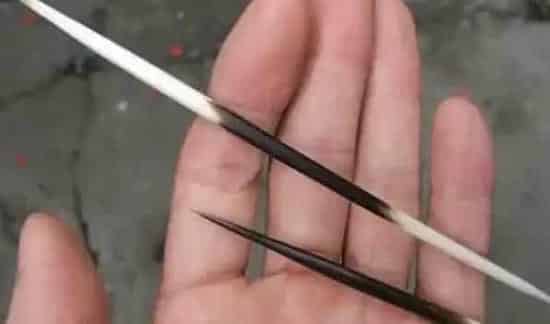 跳槽养豪猪 徐付坤的致富经豪猪养殖路 | 农广天地