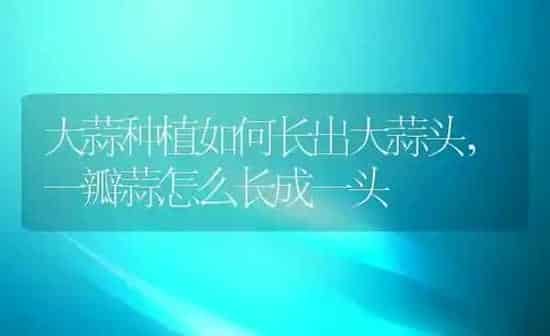 大蒜种植如何长出大蒜头,一瓣蒜怎么长成一头 | 养殖学堂