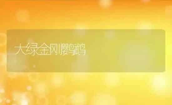 大绿金刚鹦鹉 | 养殖科普