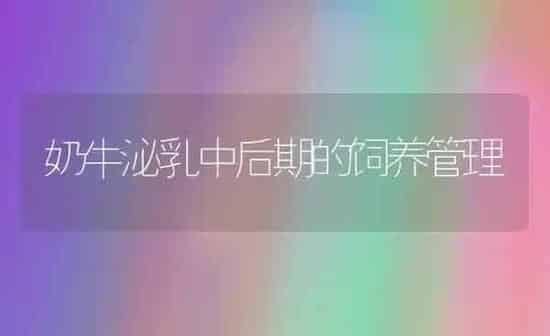 奶牛泌乳中后期的饲养管理 | 养殖知识