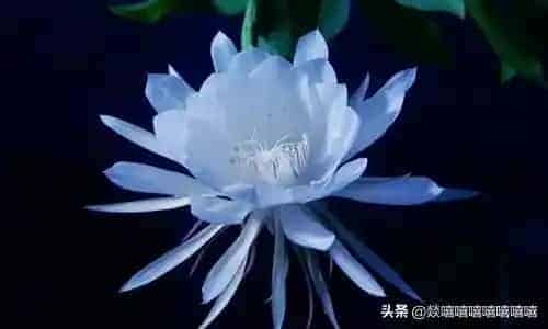 月下美人的植物名称,晏花是什么花种？
