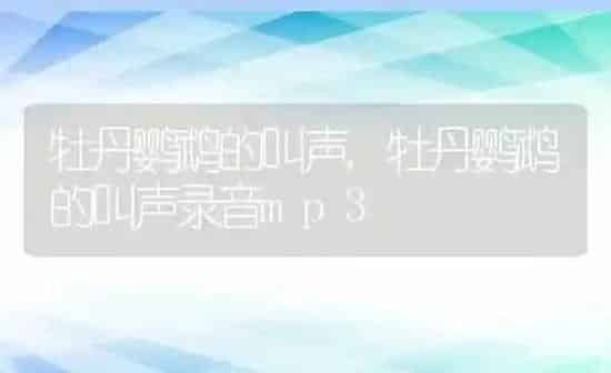 牡丹鹦鹉的叫声,牡丹鹦鹉的叫声录音mp3 | 养殖科普