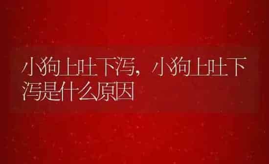 小狗上吐下泻,小狗上吐下泻是什么原因 | 养殖科普