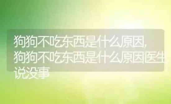 狗狗不吃东西是什么原因,狗狗不吃东西是什么原因医生说没事 | 养殖科普