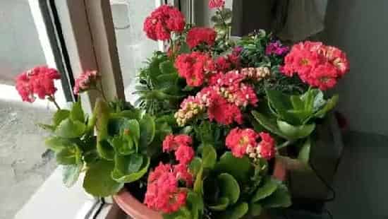 长寿花能晒太阳吗,长寿花能长时间晒太阳吗？