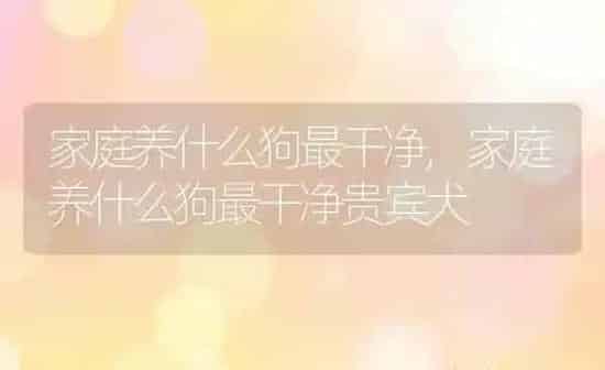 家庭养什么狗最干净,家庭养什么狗最干净贵宾犬 | 养殖科普
