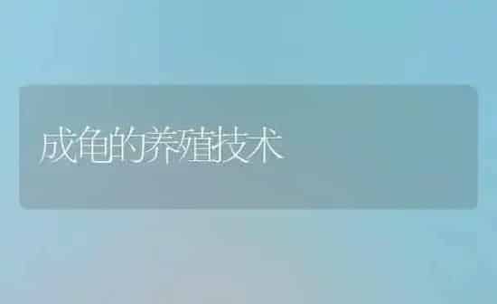 成龟的养殖技术 | 养殖技术大全