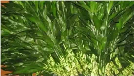 莲花竹怎么修剪 | 生活妙招