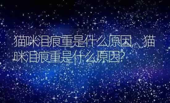 猫咪泪痕重是什么原因,猫咪泪痕重是什么原因? | 养殖资料