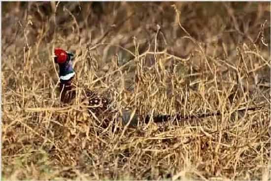 山鸡苗转群技术与春季育雏十个要点 | 常识大全