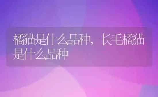 橘猫是什么品种,长毛橘猫是什么品种 | 养殖资料