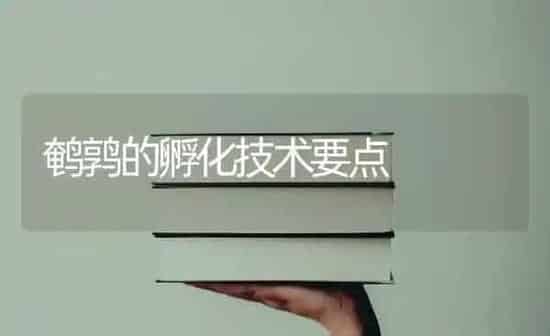 鹌鹑的孵化技术要点 | 养殖技术大全