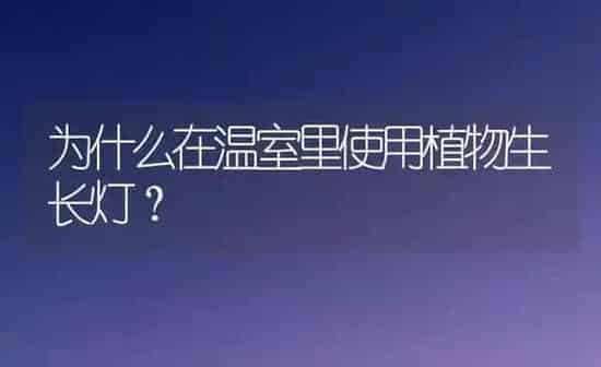 为什么在温室里使用植物生长灯? | 养殖知识