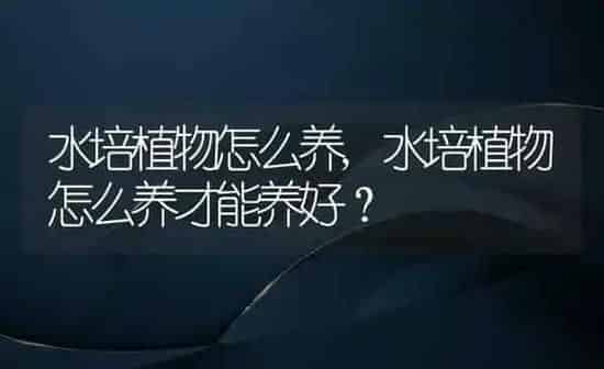 水培植物怎么养,水培植物怎么养才能养好？ | 养殖科普