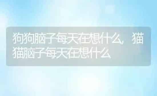 狗狗脑子每天在想什么,猫猫脑子每天在想什么 | 养殖科普
