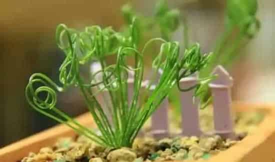弹簧草有毒吗，它的汁液会对人体造成不适 | 农广天地
