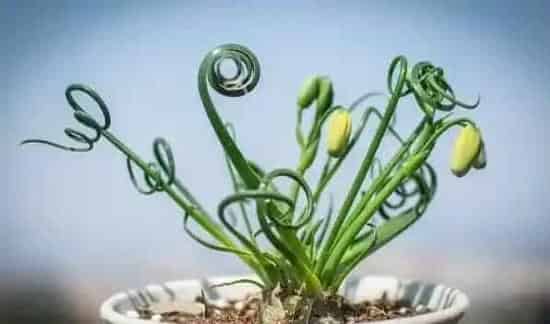 弹簧草有毒吗，它的汁液会对人体造成不适 | 农广天地