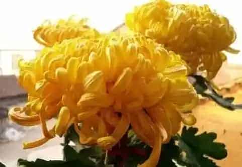 菊花养在家中吉利吗,家门口能养菊花吗?