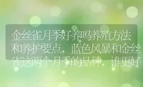 金丝雀月季好养吗养殖方法和养护要点,蓝色风暴和金丝雀这两个月季的品种，谁更好养 | 养殖学堂