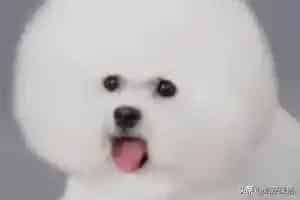 比熊泪痕如何去掉,比熊泪痕增白的方法？