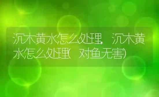 沉木黄水怎么处理,沉木黄水怎么处理(对鱼无害) | 养殖科普
