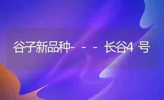 谷子新品种---长谷4号 | 养殖知识