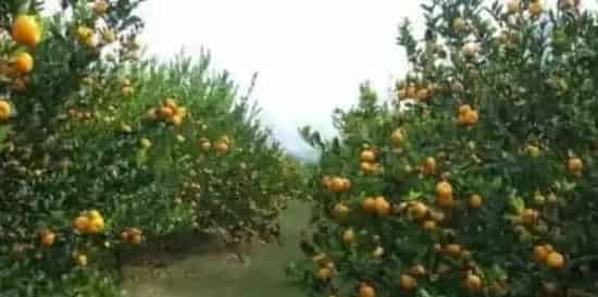 柑橘种植技术与管理 | 妙招大全
