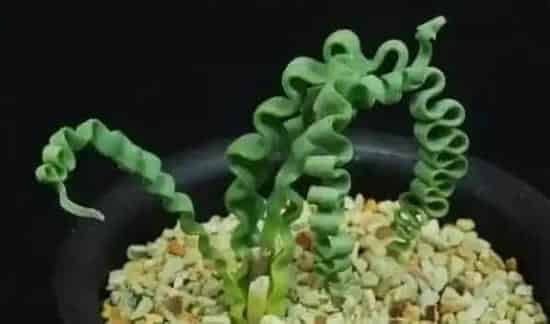 弹簧草有毒吗，它的汁液会对人体造成不适 | 农广天地