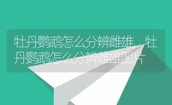 牡丹鹦鹉怎么分辨雌雄,牡丹鹦鹉怎么分辨雌雄图片 | 养殖科普