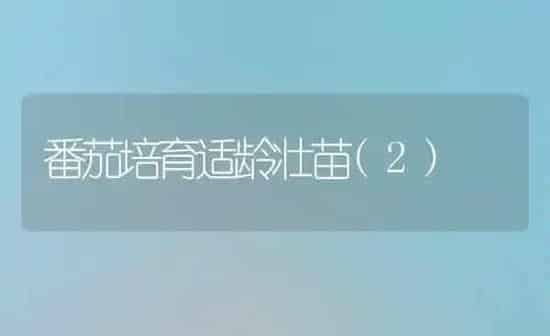 番茄培育适龄壮苗(2) | 养殖技术大全