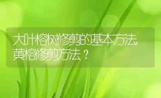 大叶榕树修剪的基本方法,黄榕修剪方法？ | 养殖学堂