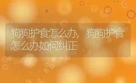 狗狗护食怎么办,狗狗护食怎么办如何纠正 | 养殖科普