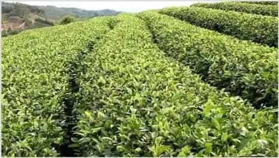 苦丁茶的种植技术要领 | 农广天地
