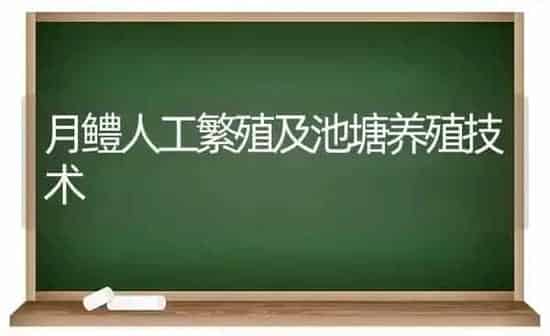 月鳢人工繁殖及池塘养殖技术 | 养殖技术大全