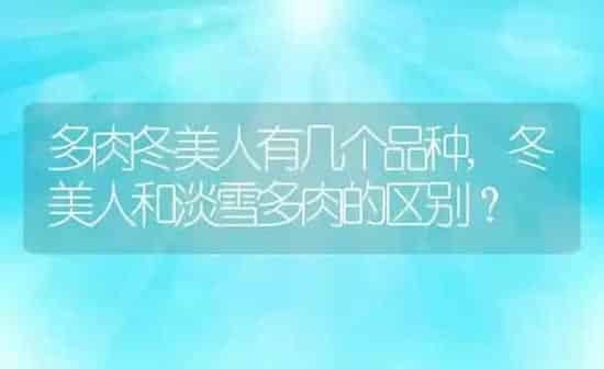 多肉冬美人有几个品种,冬美人和淡雪多肉的区别？ | 养殖学堂