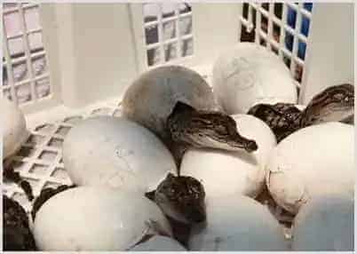 鳄鱼养殖技术方法 | 妙招大全
