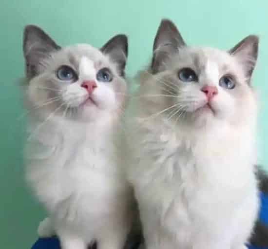 好听的布偶猫高端名字,不太大众的布偶猫名字？