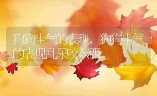 狗狗生气的表现,狗狗生气的表现乱尿咬东西 | 养殖科普