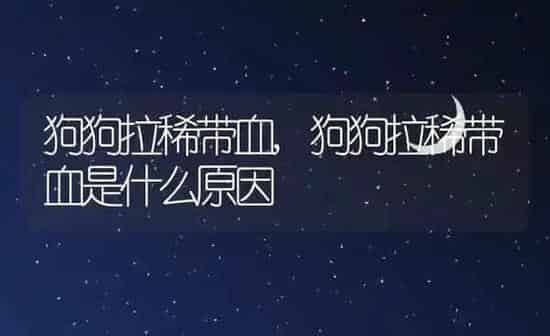 狗狗拉稀带血,狗狗拉稀带血是什么原因 | 养殖科普