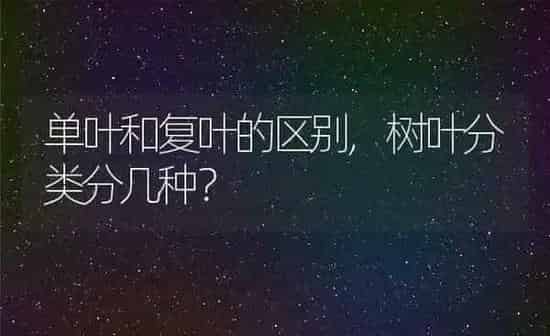 大头虎皮鹦鹉,大头虎皮鹦鹉和普通虎皮鹦鹉的区别 | 养殖科普