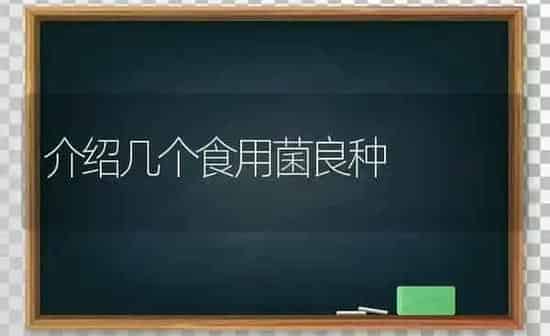 介绍几个食用菌良种 | 养殖知识