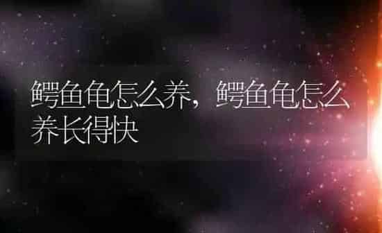 鳄鱼龟怎么养,鳄鱼龟怎么养长得快 | 养殖资料