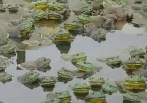 牛蛙养殖前景 | 妙招大全