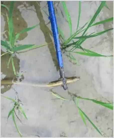 怎么捕捉黄鳝图片解析 | 农广天地