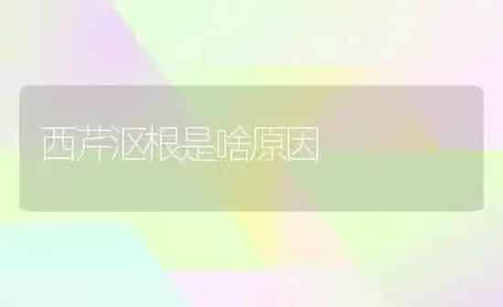 西芹沤根是啥原因 | 养殖知识