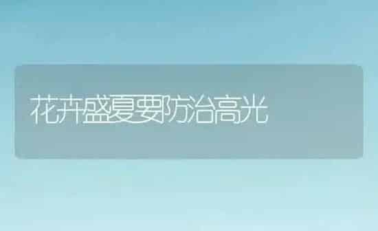 花卉盛夏要防治高光 | 养殖知识